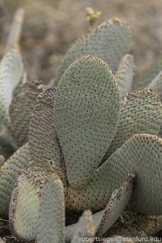 Desert Biogeography of Joshua Tree National Park